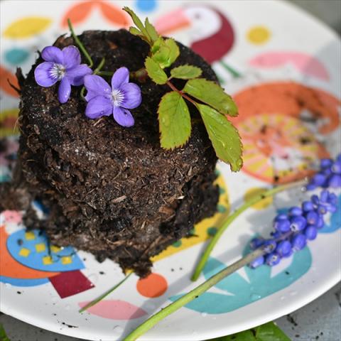 A mud pie on a colourful plate