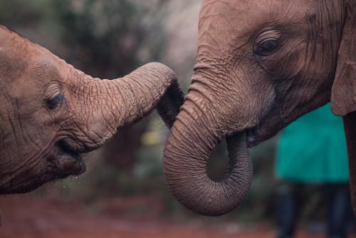 two elephants linking trunks
