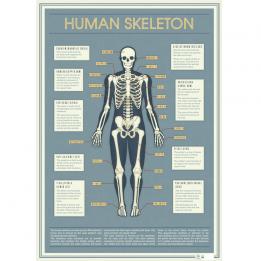 5 Sheets Of Human Skeleton Wrapping Paper